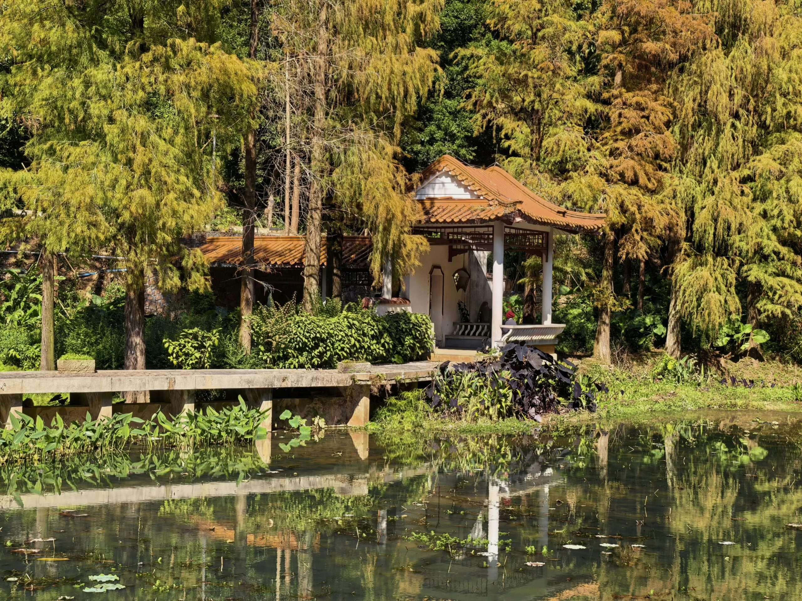 Zdjęcie do artykułu: Leśny ogród – jak stworzyć dziką, naturalną przestrzeń